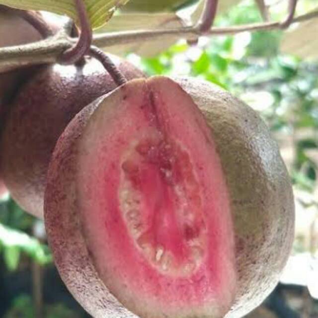 Bibit Jambu biji ungu Australia