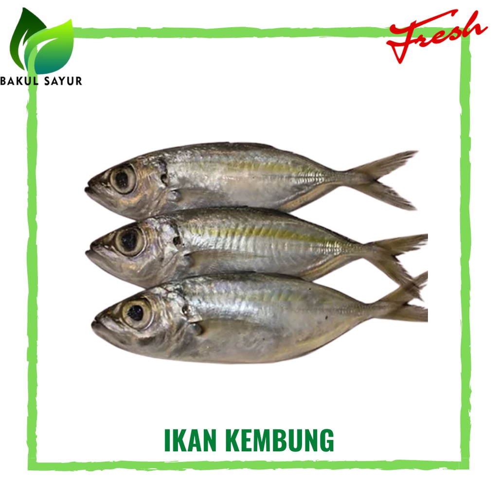 

IKAN KEMBUNG BANJAR 500 GRAM - IKAN LAUT SEGAR JAKARTA TIMUR