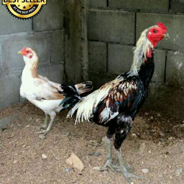 ayam: Ayam Ninja Ori