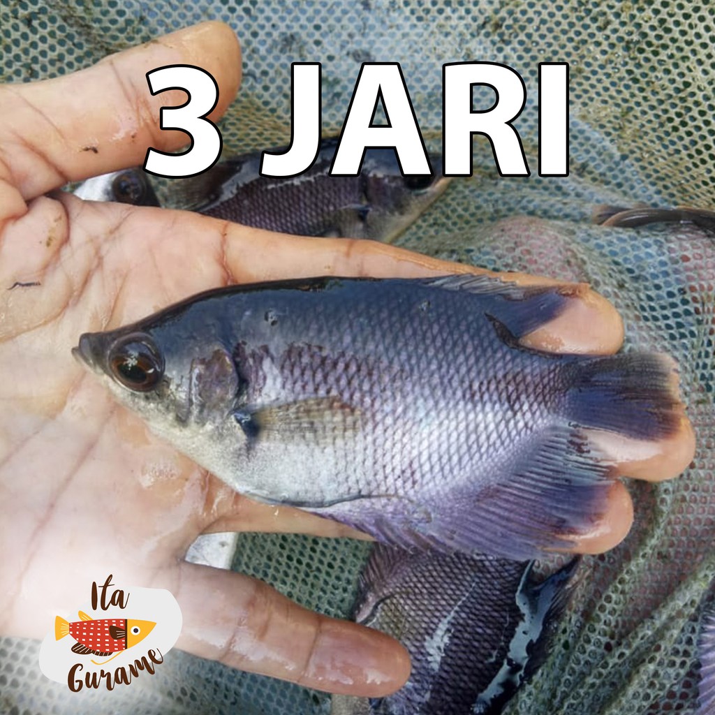 Bibit Gurame 3 Jari