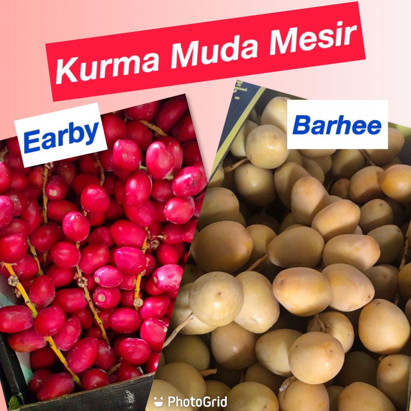

kurma muda 500gr