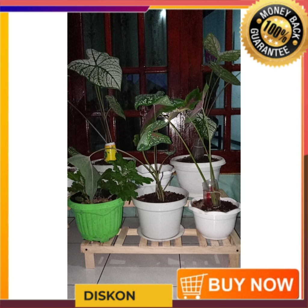 Standing pot bunga kayu jati belanda / STANDING POT / rak tanaman