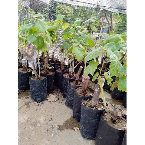Bibit Buah Anggur Import julian