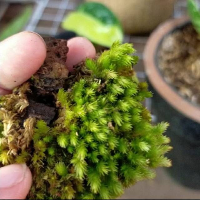 Lumut pinus hutan segar keaadan hidup 500gr