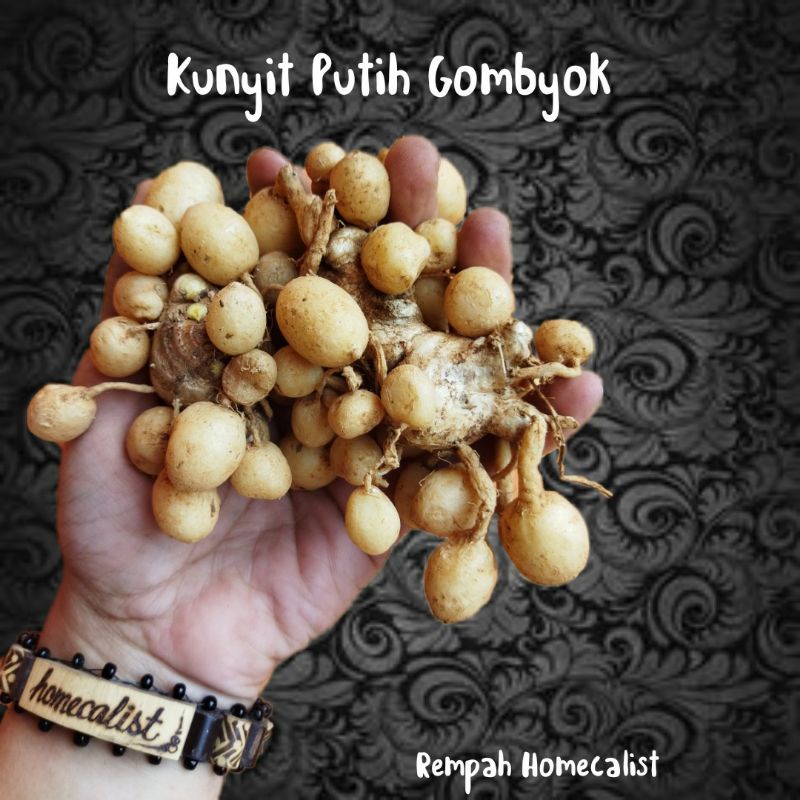 Kunyit Putih 500 gram Kunyit Gombyok kunyit Putih Segar