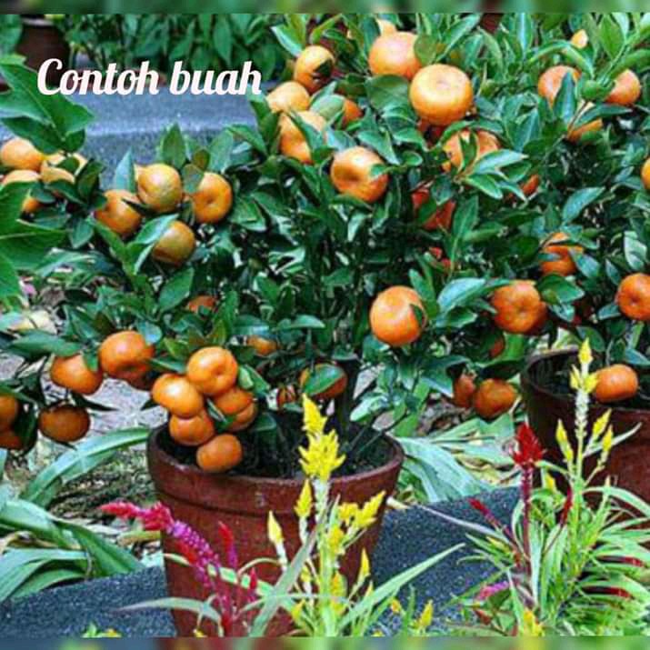 

1 PAKET isi 3 ALPUKAT MENTEGA JUMBO free jeruk santang madu