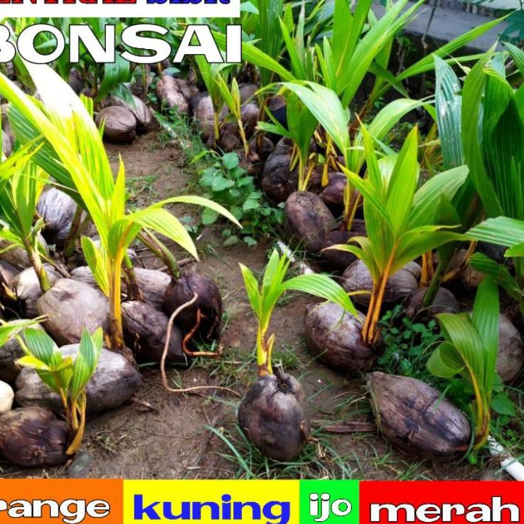 HOT Product Bonsai Kelapa minion.TERMURAH.bibit/Bahan.Bonsai kelapa gading,orange,ijo,Coco fiber.gen