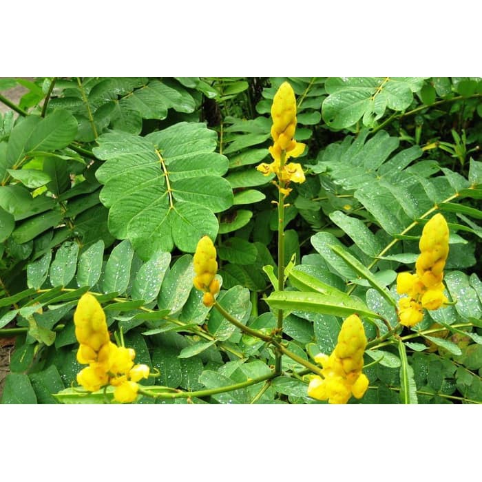 

Herbal DAUN KETEPENG SEGAR 1KG KIMANILA KETAPANG CINA
