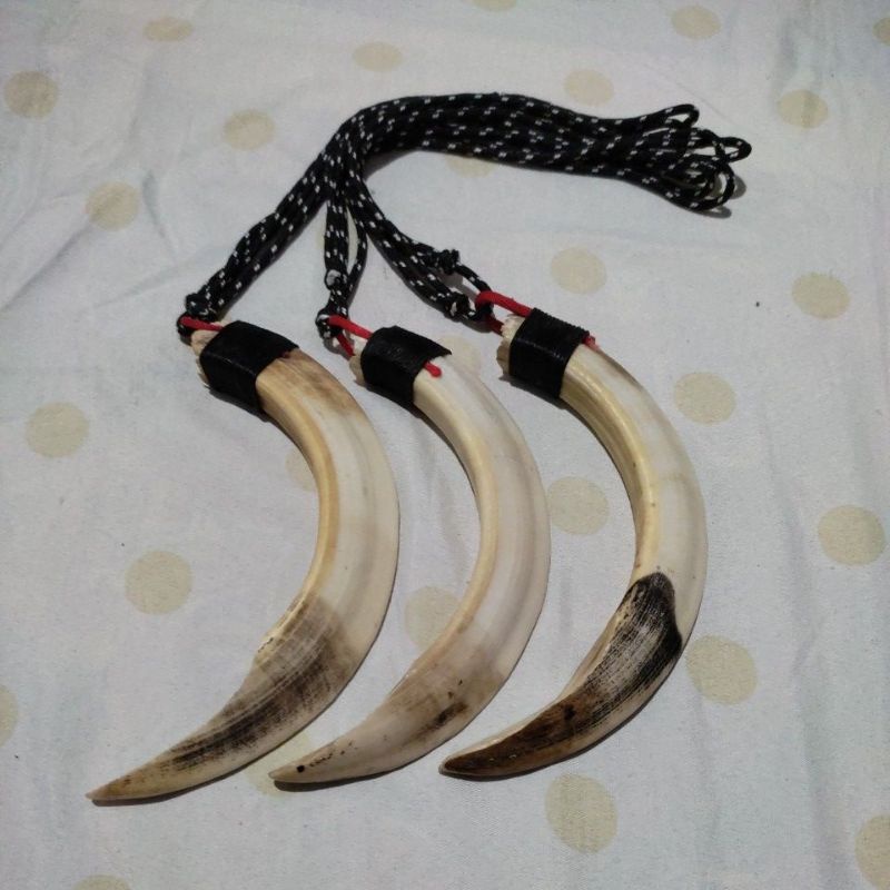 kalung taring babi asli