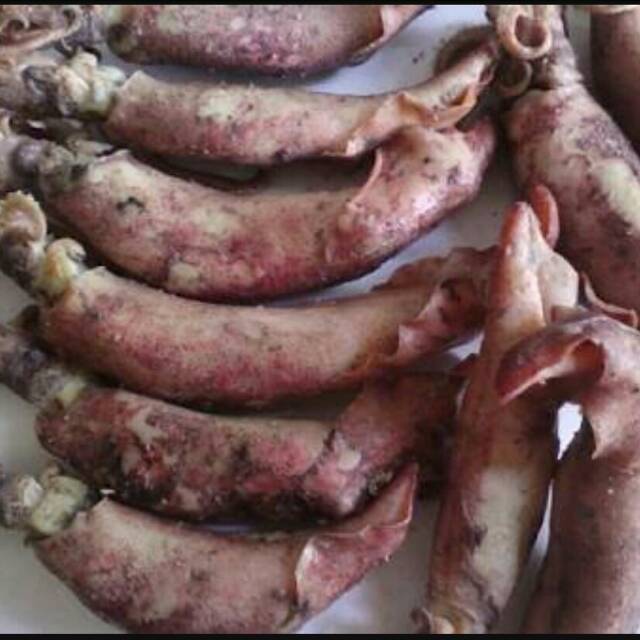 

Cumi asin biasa ( tanpa telor)