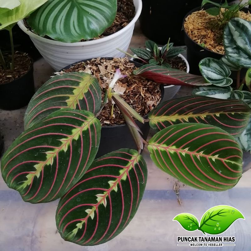 Tanaman hias calathea  udang - Calathea kepiting