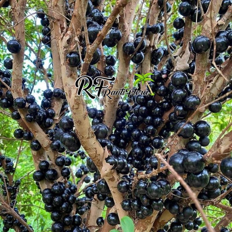 Bibit tanaman anggur brazil/Kupa landak