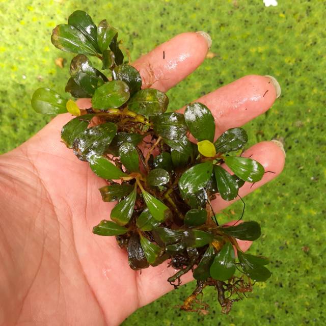 Buchephalandra Bucephalandra Buce Buche Tanaman Air Buchephalandra Bucephalandra Buce Buche Tanaman Air