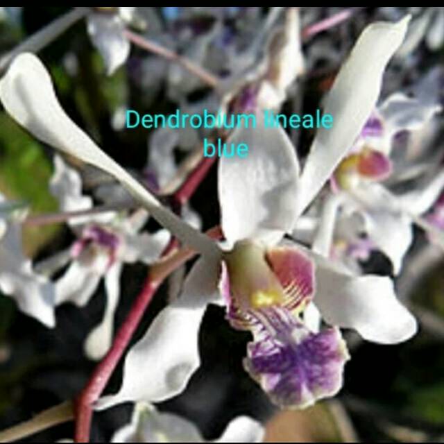 Anggrek dendrobium lineale blue remaja