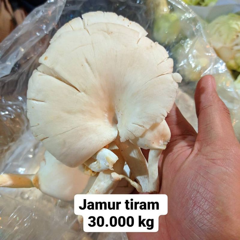 

Jamur Tiram 1kg