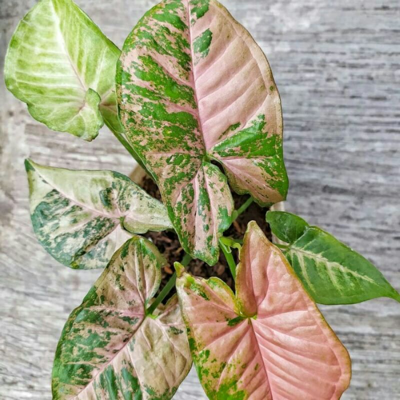 Syngonium pink flecked