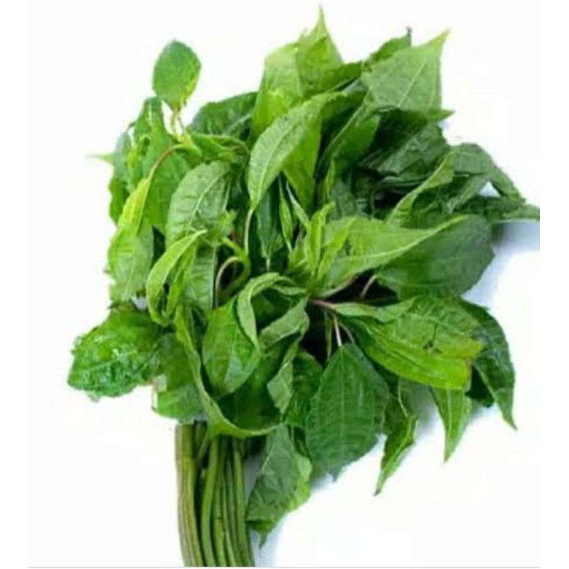 

Daun Pohpohan/ Lalapan