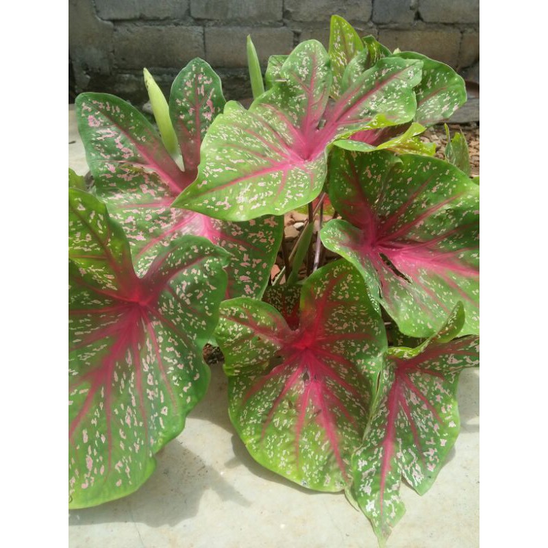 umbi bunga keladi warna hijau merah