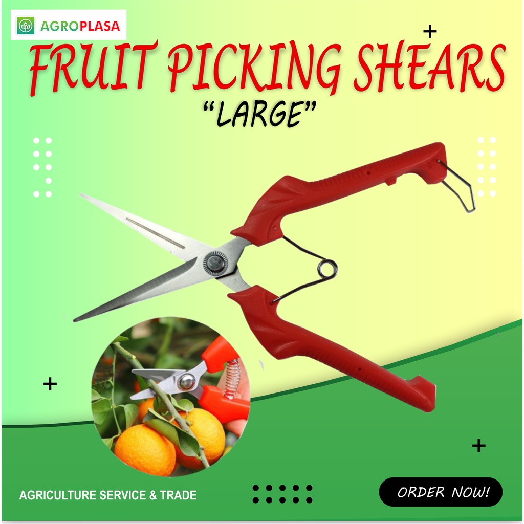 Fruit Picking Shears L - Gunting Buah, Bunga, daun, Bonsai