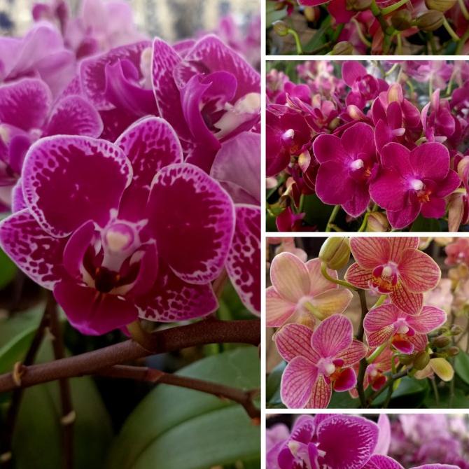 Anggrek Bulan Mini knop bunga