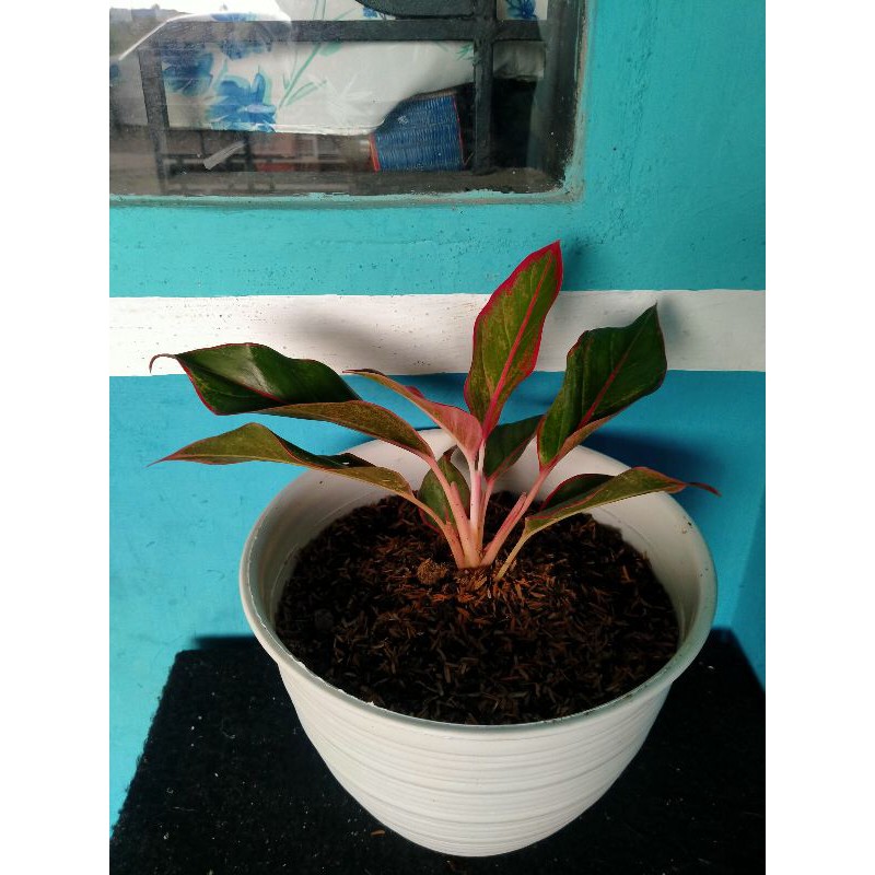 Bunga Aglonema Lipstik