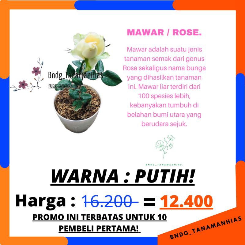 BUNGA ROSE MAWAR SUPER GRADE (WARNA PUTIH) | TERMURAH