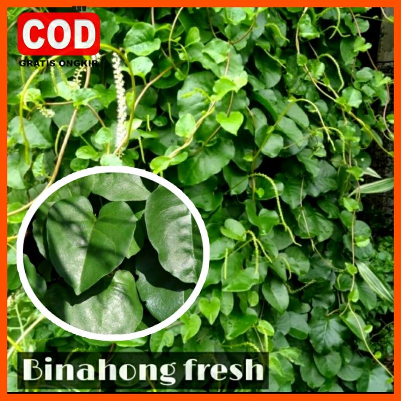 

Daun binahong segar 100 gram