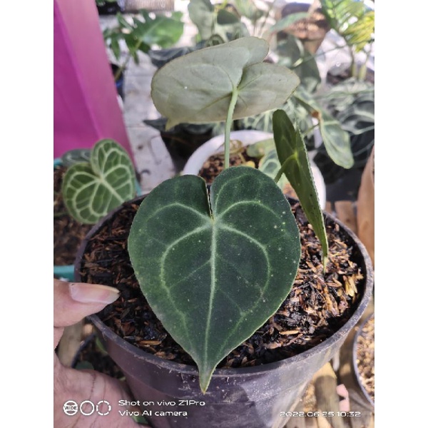 anthurium clarinervium (tarantula)