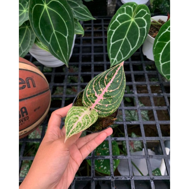 BISA COD Aglonema mutiara alba beby 1/2 daun