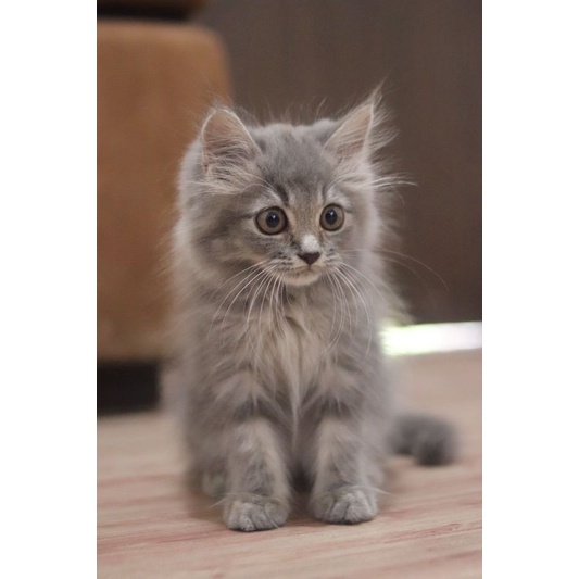 kucing jantan kitten 4 bulan mainecoon
