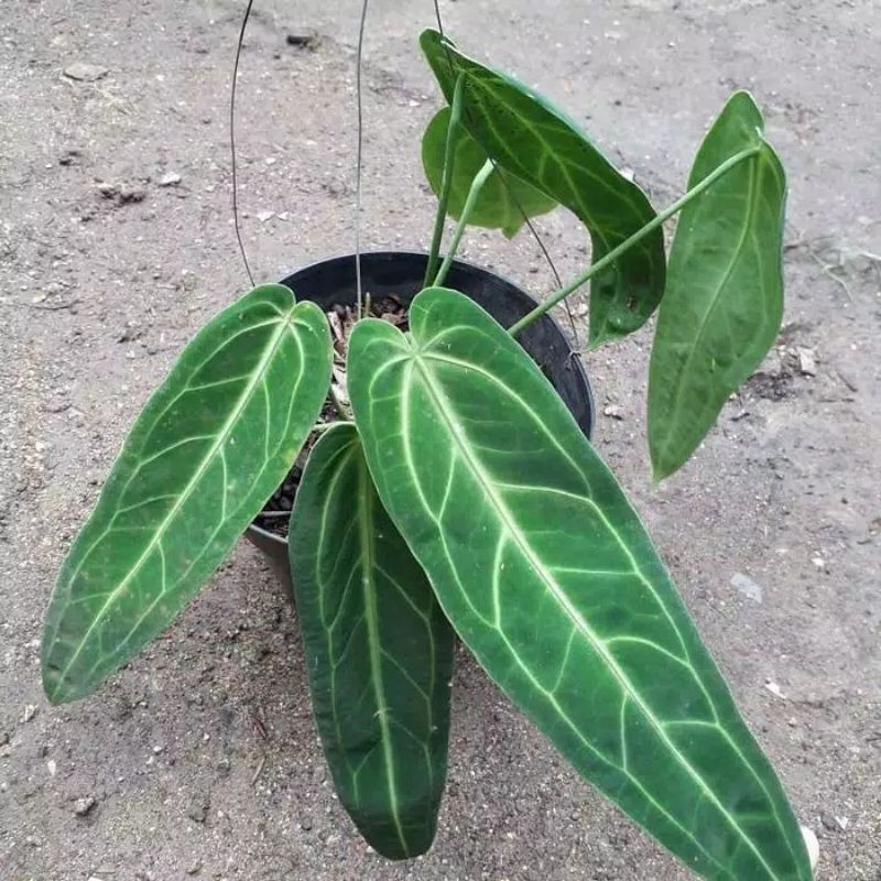 bibit bonggol tanaman hias lidah gajah