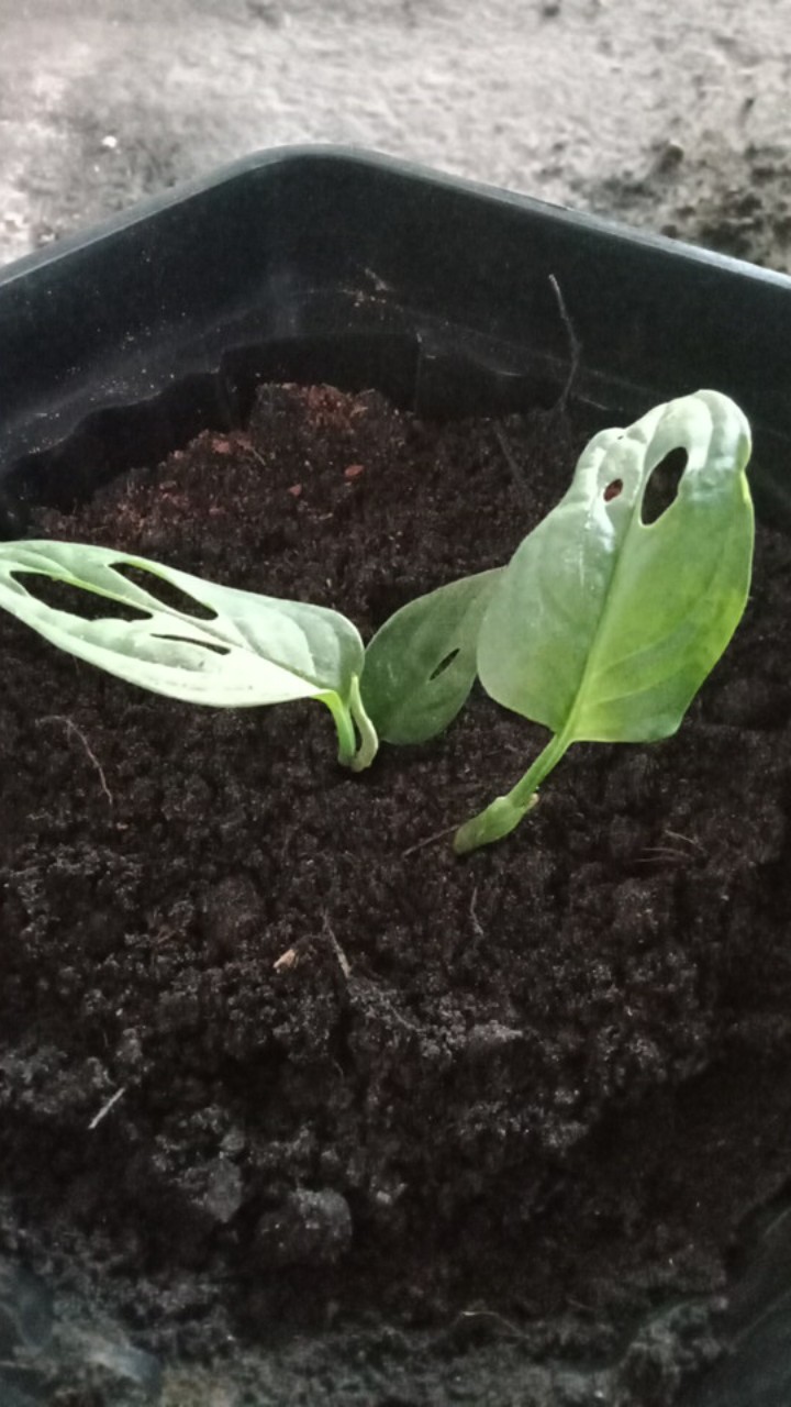 Janda Bolong Tanaman Hias Janda Bolong Bibit Monstera Obliqua Janda Bolong Murah