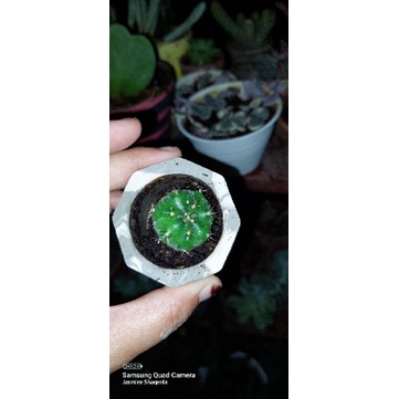 gymno damsii (koleksi)