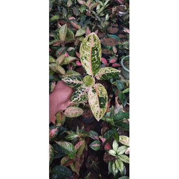 aglonema donacarmen mutasi