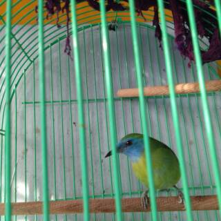 Burung Murai Air Mancur B Shopee Indonesia