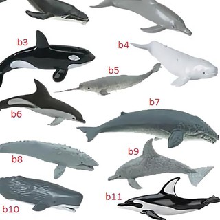 800+ Gambar Binatang Anjing Laut Gratis Terbaik