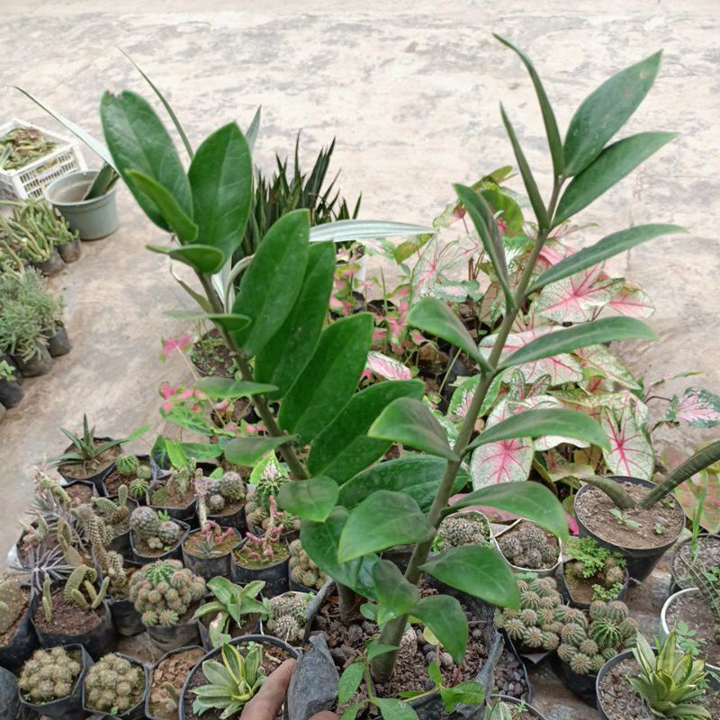 zamia kulkas