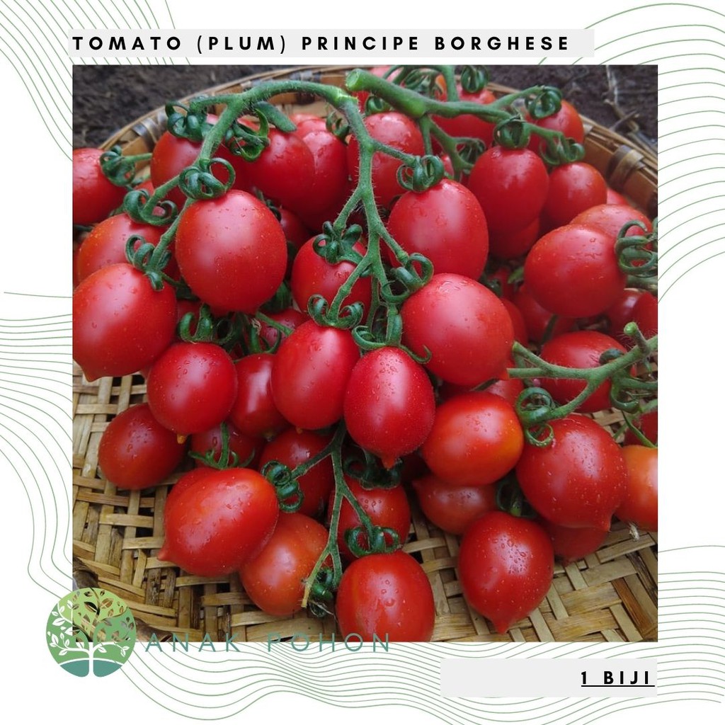 Benih Bibit Biji - Tomato (Plum) Principe Borghese Tomat Seeds - IMPORT