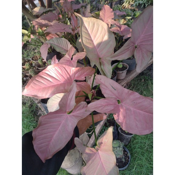Syngonium pink robusta