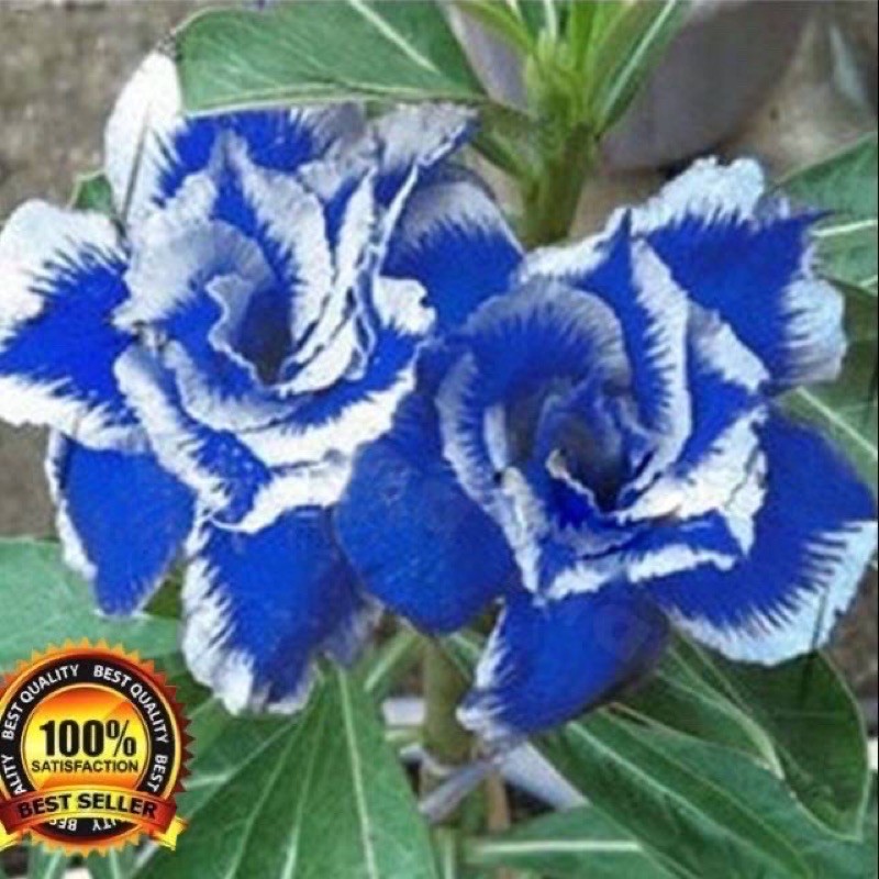 PROMO KAMBOJA JEPANG Adenium bunga tumpuk White blue