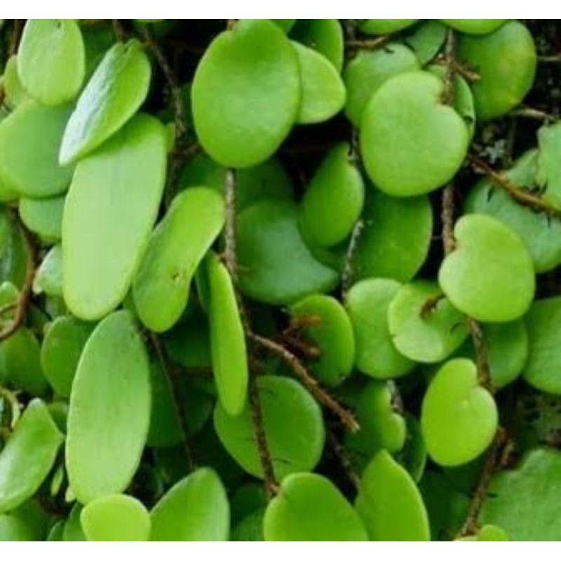 

Herbal Daun Sisik Naga Segar 250gram