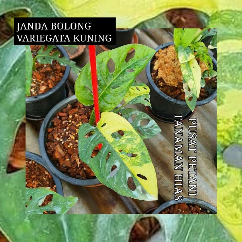 PROMO bibit bonggol janda bolong variegata kuning original (TANAMAN ASLI) SUMATRA FOREST