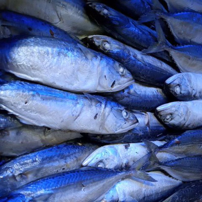 

Ikan Gombung Robus Medan 8 ekor