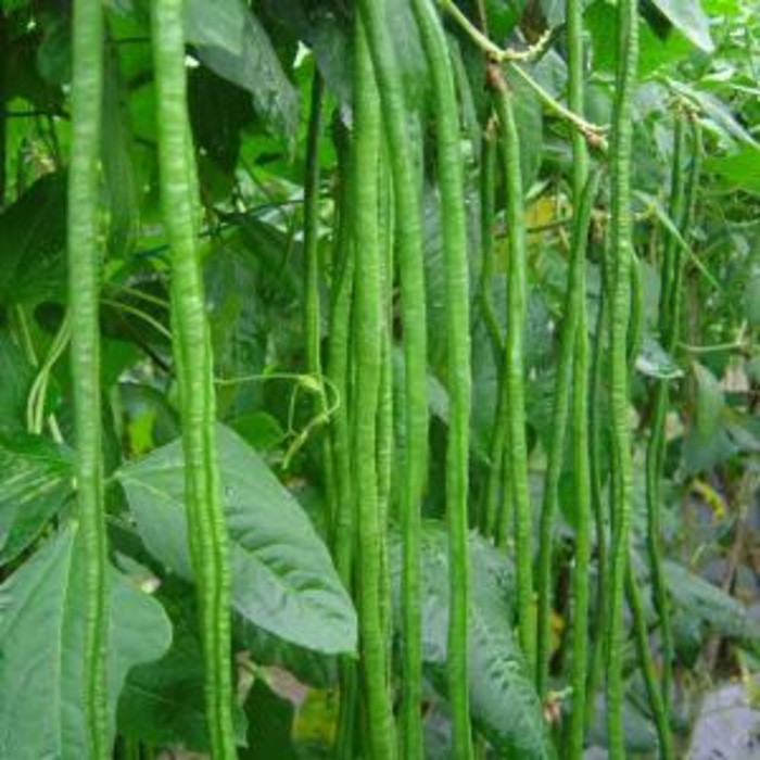 50 Benih Kacang panjang wulung  bibit tanaman sayur sayuran