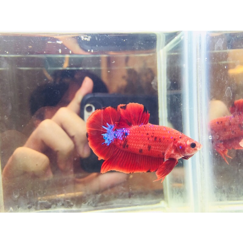 fccp bintik koi( line helboy x multicolour ) umur 3,5 bulan