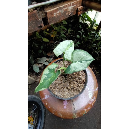 syngonium threekings/magic marble