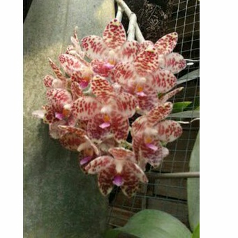 Anggrek Phalaenopsis Gigantea sp