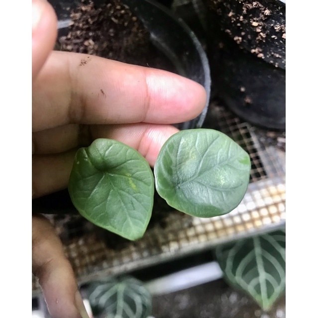 Alocasia dragon moon