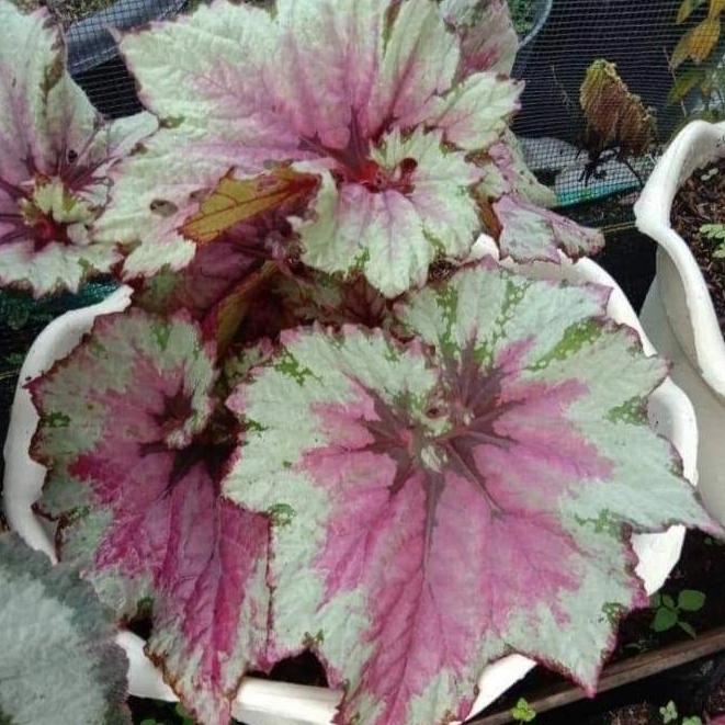 (BISA COD) Tanaman Hias Begonia Rex silver merah STOK TERBATAS Kode 313