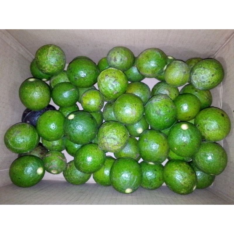 

Alpukat mentega mentah isi 10-12 buah biar kecil sudah matang/tua